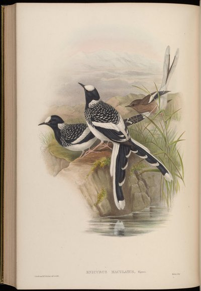 Enicurus maculatus von John Gould